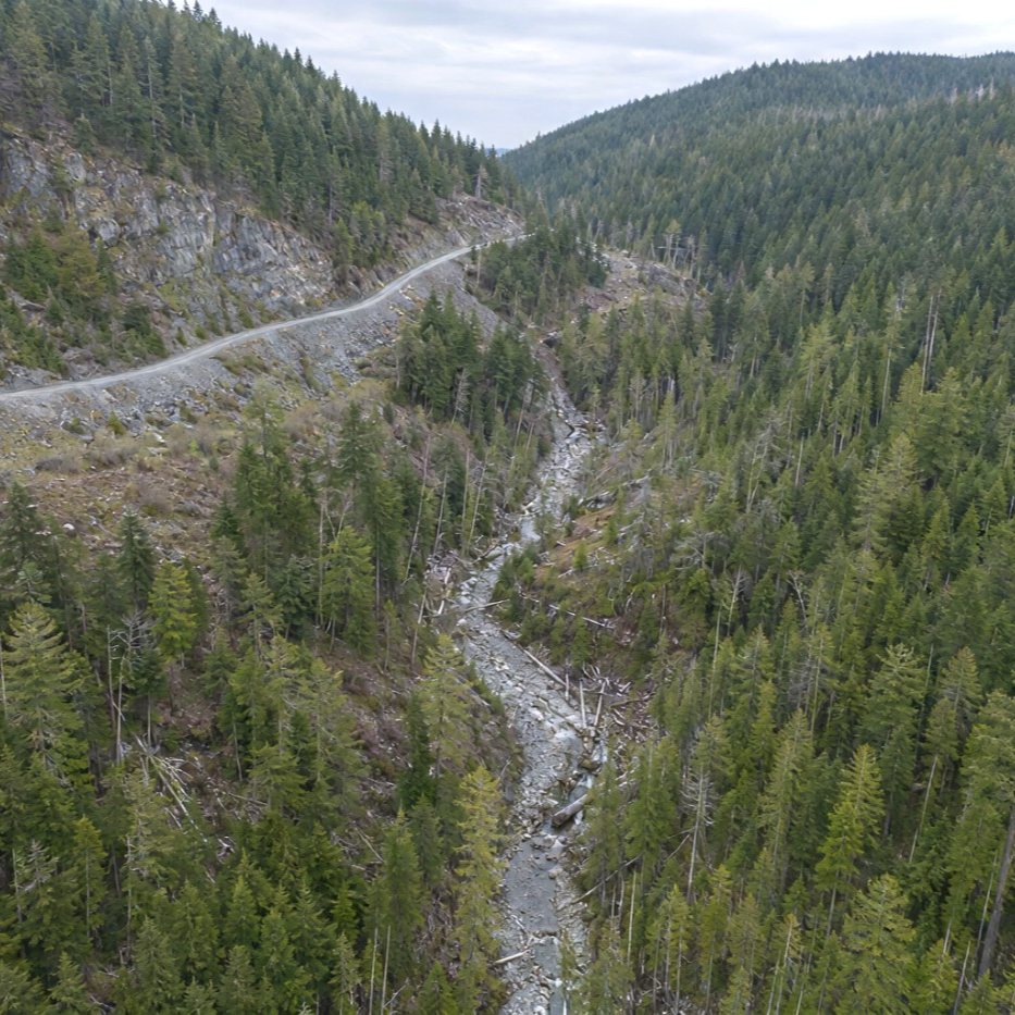 Aerial photograph of a forested block on Vancouver Island, conifer canopy filling the frame