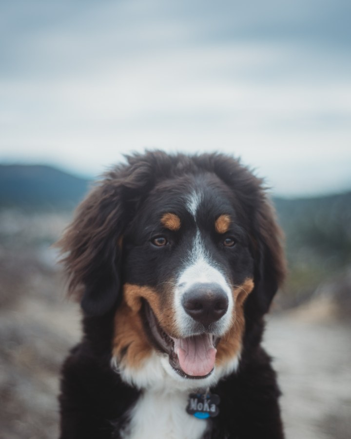 Moka, a Bernese Mountain Dog, on a trail above Victoria with the hills behind